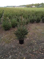 Ca. 70x Kerstbomen mix 2 Abies & Christmas blue